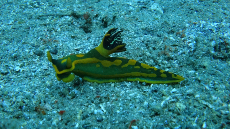 Lembeh, Bunaken дайвинг декабрь 2018 - январь 2019