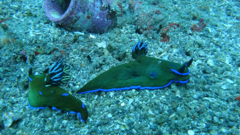 Lembeh, Bunaken дайвинг декабрь 2018 - январь 2019