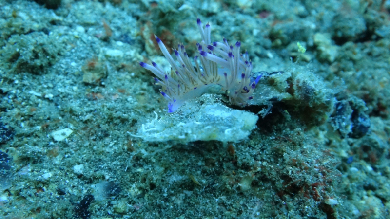 Lembeh, Bunaken дайвинг декабрь 2018 - январь 2019