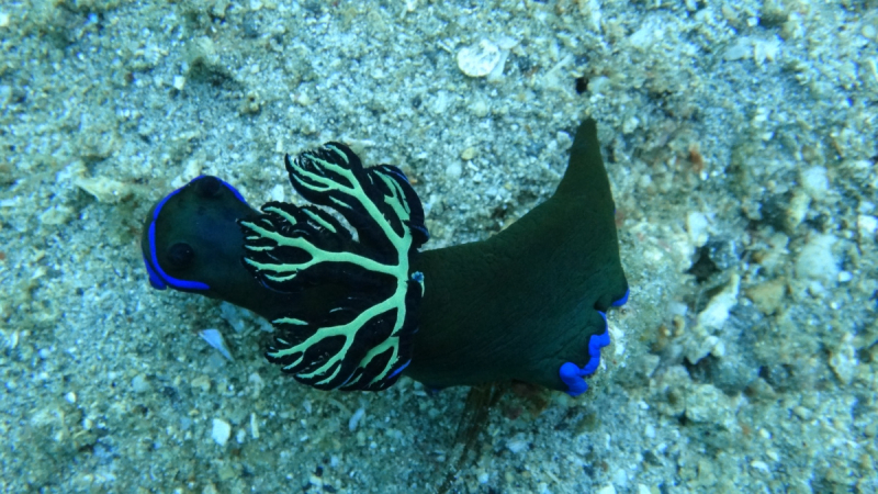 Lembeh, Bunaken дайвинг декабрь 2018 - январь 2019