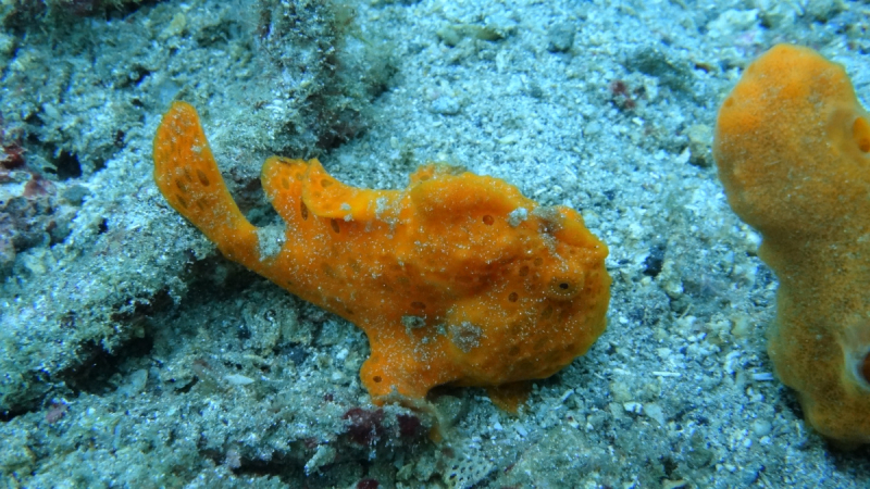 Lembeh, Bunaken дайвинг декабрь 2018 - январь 2019