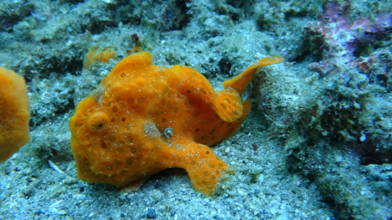 Lembeh, Bunaken дайвинг декабрь 2018 - январь 2019