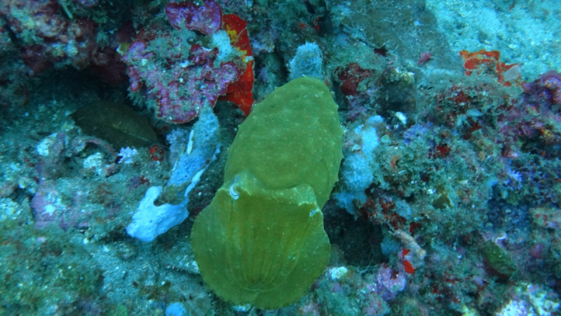 Lembeh, Bunaken дайвинг декабрь 2018 - январь 2019