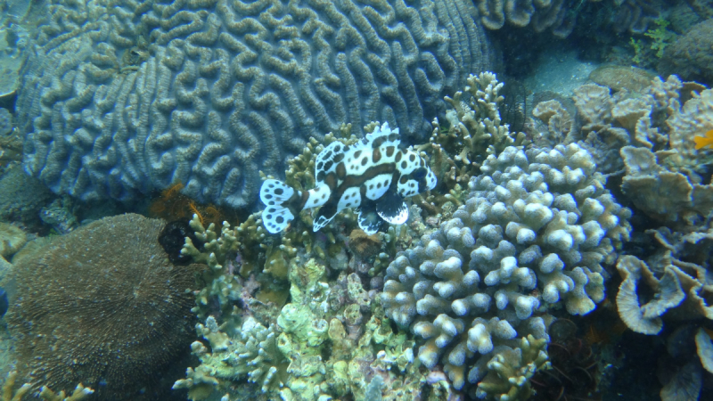 Lembeh, Bunaken дайвинг декабрь 2018 - январь 2019