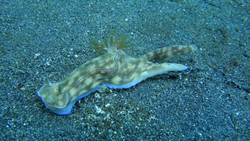 Lembeh, Bunaken дайвинг декабрь 2018 - январь 2019