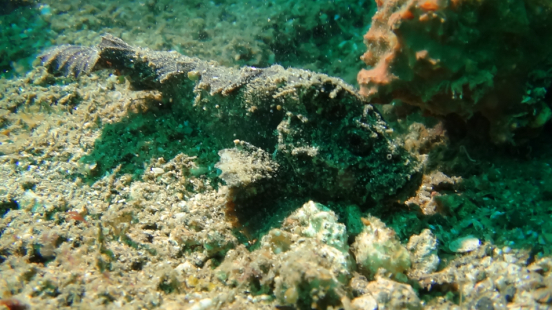 Lembeh, Bunaken дайвинг декабрь 2018 - январь 2019