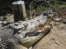 Другая планета - Австралия (конец мая-начало июня 2010).