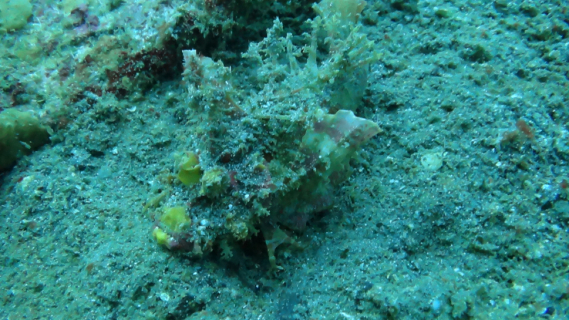 Lembeh, Bunaken дайвинг декабрь 2018 - январь 2019