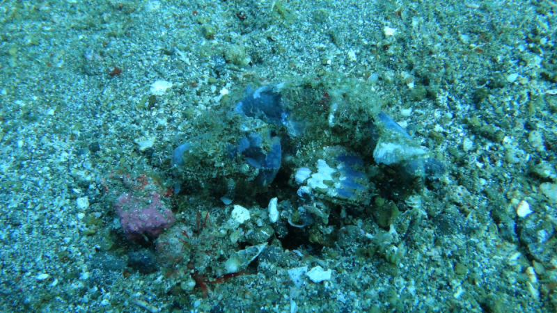 Lembeh, Bunaken дайвинг декабрь 2018 - январь 2019