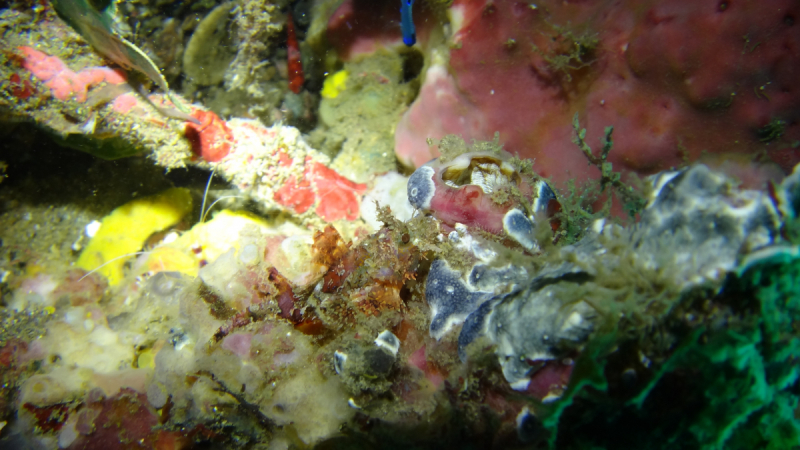 Lembeh, Bunaken дайвинг декабрь 2018 - январь 2019