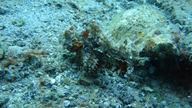 Lembeh, Bunaken дайвинг декабрь 2018 - январь 2019