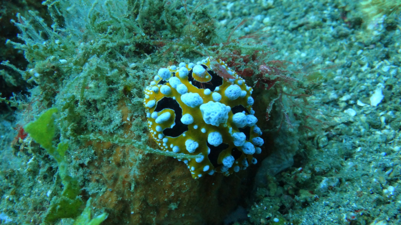 Lembeh, Bunaken дайвинг декабрь 2018 - январь 2019