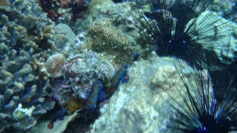 Lembeh, Bunaken дайвинг декабрь 2018 - январь 2019