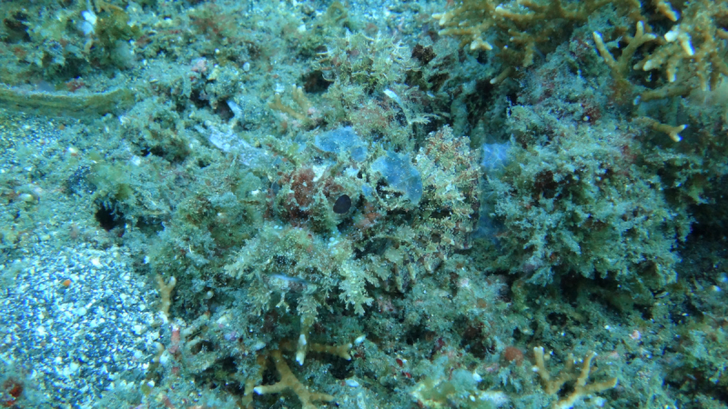 Lembeh, Bunaken дайвинг декабрь 2018 - январь 2019