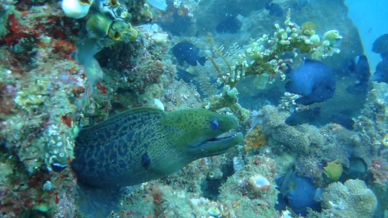 Lembeh, Bunaken дайвинг декабрь 2018 - январь 2019