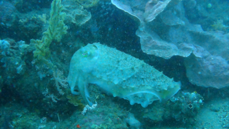 Lembeh, Bunaken дайвинг декабрь 2018 - январь 2019