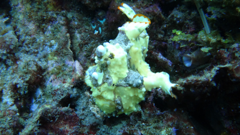 Lembeh, Bunaken дайвинг декабрь 2018 - январь 2019