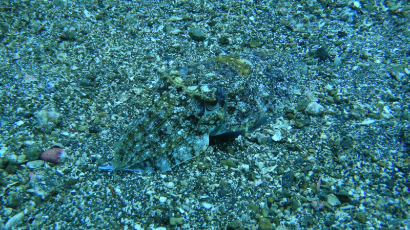 Lembeh, Bunaken дайвинг декабрь 2018 - январь 2019