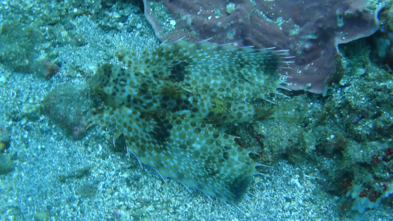 Lembeh, Bunaken дайвинг декабрь 2018 - январь 2019