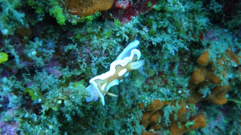 Lembeh, Bunaken дайвинг декабрь 2018 - январь 2019