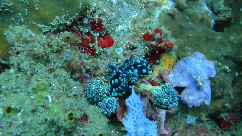 Lembeh, Bunaken дайвинг декабрь 2018 - январь 2019