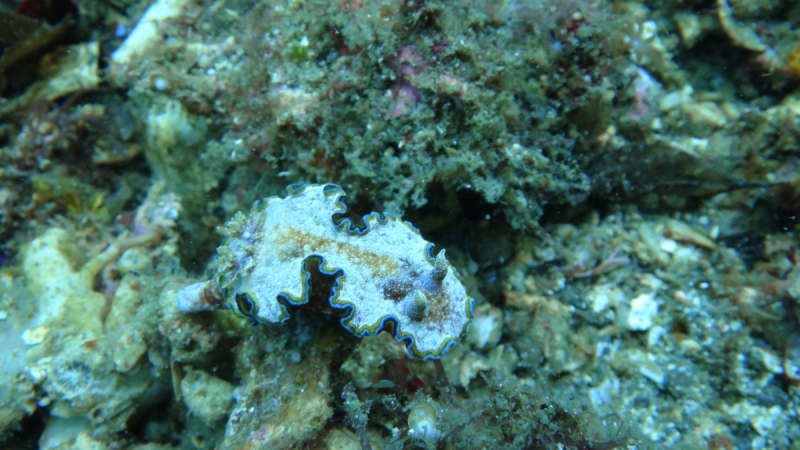 Lembeh, Bunaken дайвинг декабрь 2018 - январь 2019