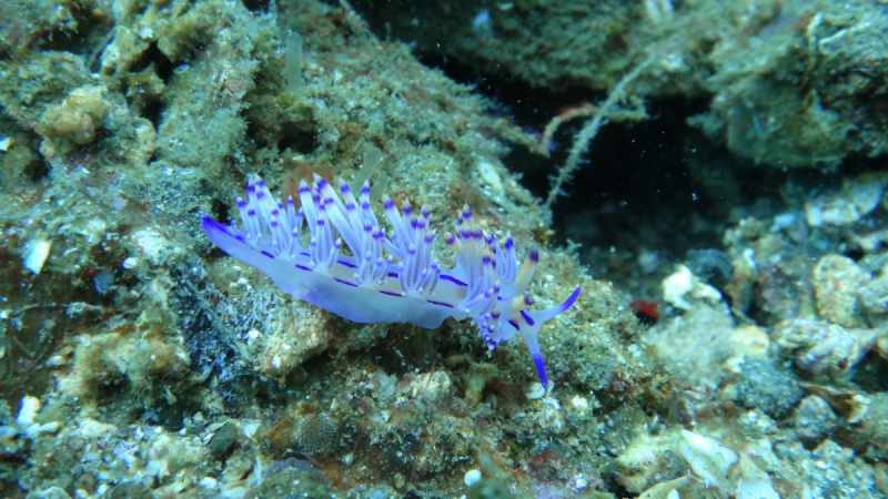 Lembeh, Bunaken дайвинг декабрь 2018 - январь 2019