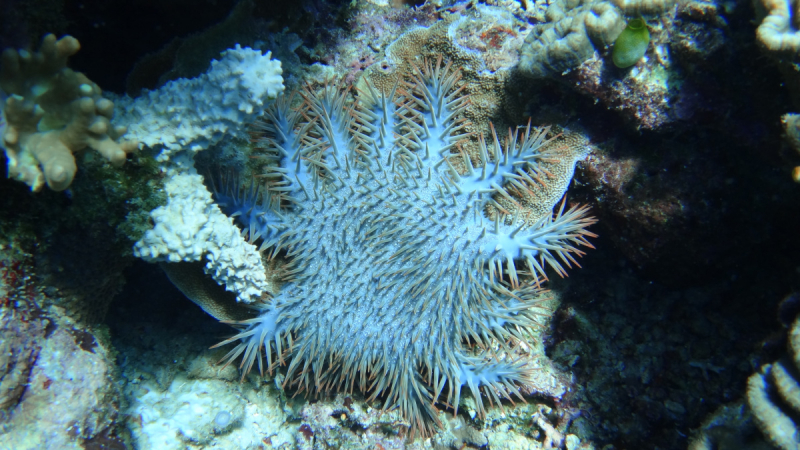 Lembeh, Bunaken дайвинг декабрь 2018 - январь 2019