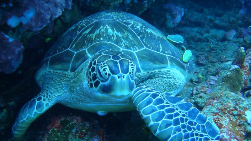 Lembeh, Bunaken дайвинг декабрь 2018 - январь 2019