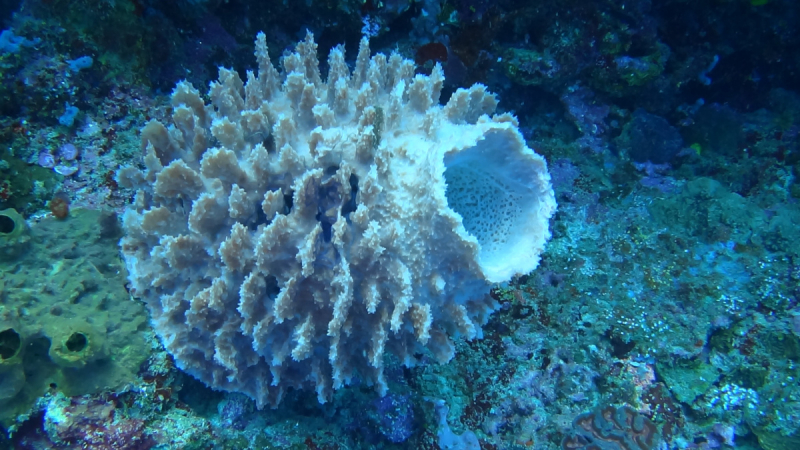 Lembeh, Bunaken дайвинг декабрь 2018 - январь 2019