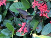 Животные Кубы. Немного. Ноябрь 2011