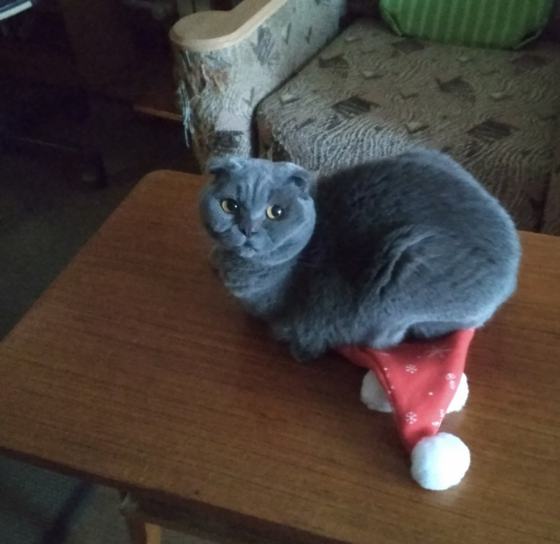 Кошки в нашей жизни. Кошки и все, что с ними связано.