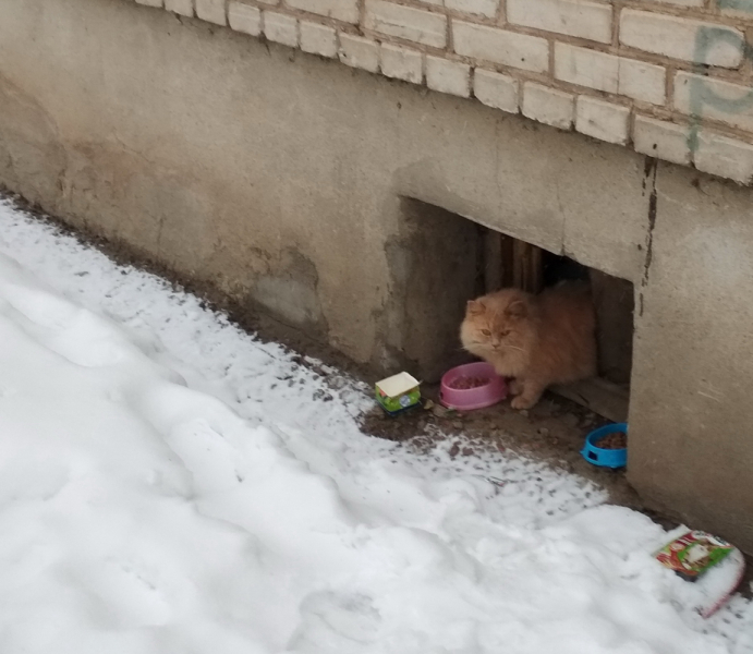 Кошки в нашей жизни. Кошки и все, что с ними связано.