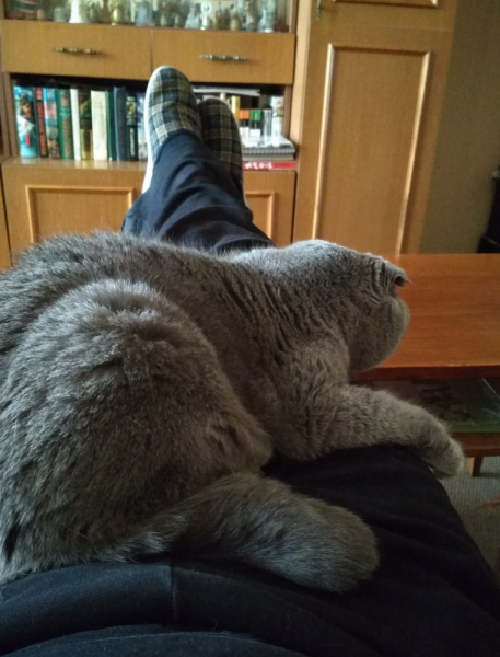 Кошки в нашей жизни. Кошки и все, что с ними связано.