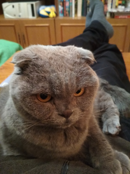 Кошки в нашей жизни. Кошки и все, что с ними связано.