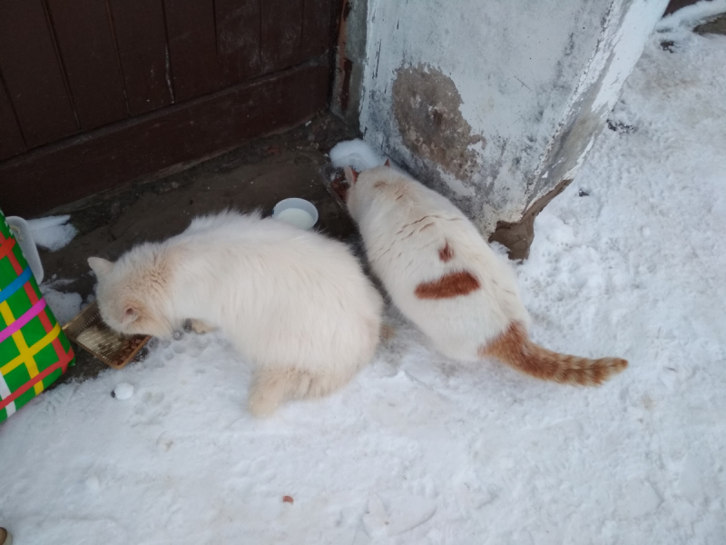 Кошки в нашей жизни. Кошки и все, что с ними связано.