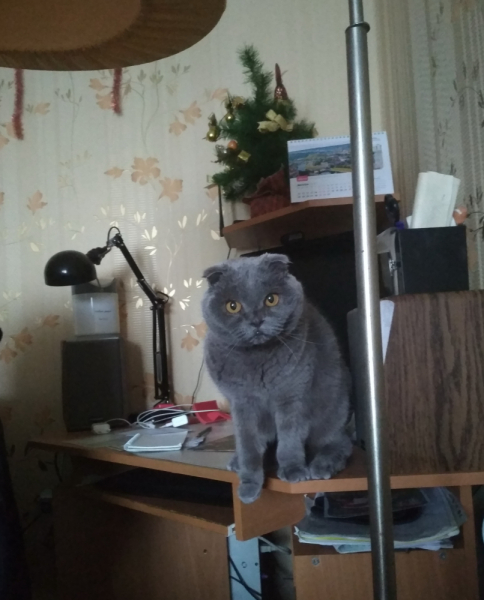 Кошки в нашей жизни. Кошки и все, что с ними связано.