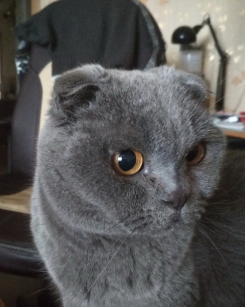 Кошки в нашей жизни. Кошки и все, что с ними связано.