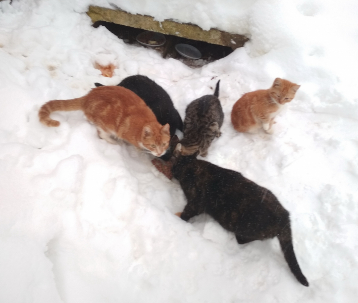 Кошки в нашей жизни. Кошки и все, что с ними связано.