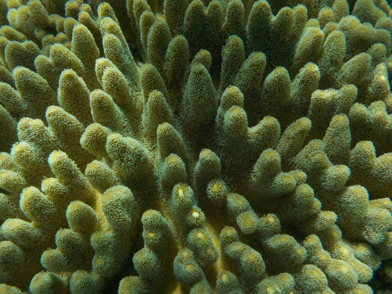 Девятнадцатидневный маршбросок по Филиппинам в ноябре-декабре 2018: Лусон-Палаван-Себу-Бохоль-Негрос-Сикихор-Апо и куча островков архипелага Бакуит