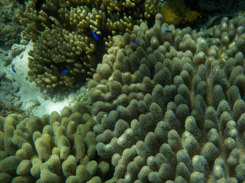 Девятнадцатидневный маршбросок по Филиппинам в ноябре-декабре 2018: Лусон-Палаван-Себу-Бохоль-Негрос-Сикихор-Апо и куча островков архипелага Бакуит