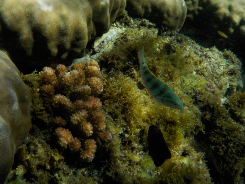 Девятнадцатидневный маршбросок по Филиппинам в ноябре-декабре 2018: Лусон-Палаван-Себу-Бохоль-Негрос-Сикихор-Апо и куча островков архипелага Бакуит