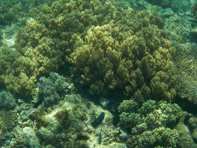 Девятнадцатидневный маршбросок по Филиппинам в ноябре-декабре 2018: Лусон-Палаван-Себу-Бохоль-Негрос-Сикихор-Апо и куча островков архипелага Бакуит