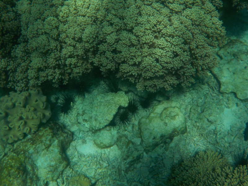 Девятнадцатидневный маршбросок по Филиппинам в ноябре-декабре 2018: Лусон-Палаван-Себу-Бохоль-Негрос-Сикихор-Апо и куча островков архипелага Бакуит