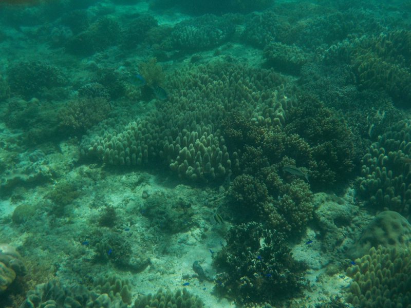 Девятнадцатидневный маршбросок по Филиппинам в ноябре-декабре 2018: Лусон-Палаван-Себу-Бохоль-Негрос-Сикихор-Апо и куча островков архипелага Бакуит