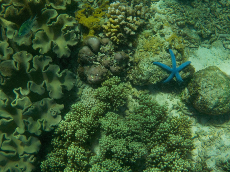 Девятнадцатидневный маршбросок по Филиппинам в ноябре-декабре 2018: Лусон-Палаван-Себу-Бохоль-Негрос-Сикихор-Апо и куча островков архипелага Бакуит