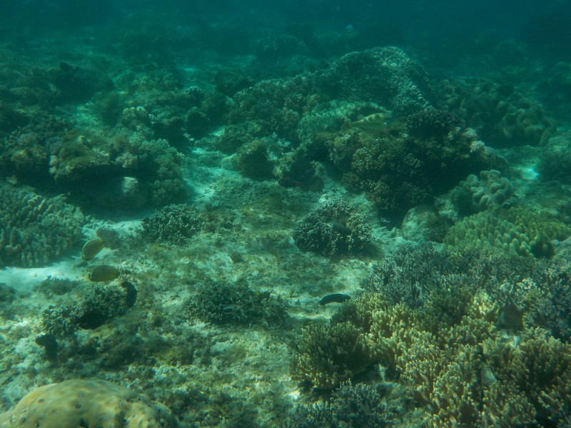 Девятнадцатидневный маршбросок по Филиппинам в ноябре-декабре 2018: Лусон-Палаван-Себу-Бохоль-Негрос-Сикихор-Апо и куча островков архипелага Бакуит