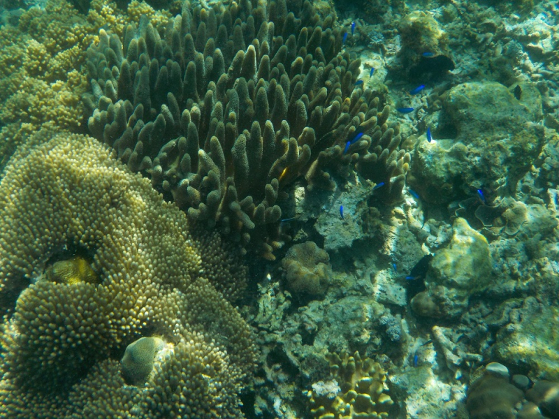 Девятнадцатидневный маршбросок по Филиппинам в ноябре-декабре 2018: Лусон-Палаван-Себу-Бохоль-Негрос-Сикихор-Апо и куча островков архипелага Бакуит