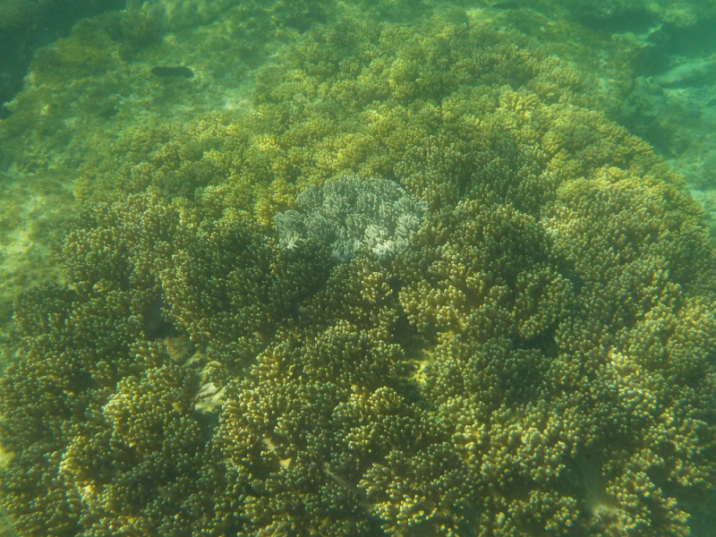 Девятнадцатидневный маршбросок по Филиппинам в ноябре-декабре 2018: Лусон-Палаван-Себу-Бохоль-Негрос-Сикихор-Апо и куча островков архипелага Бакуит