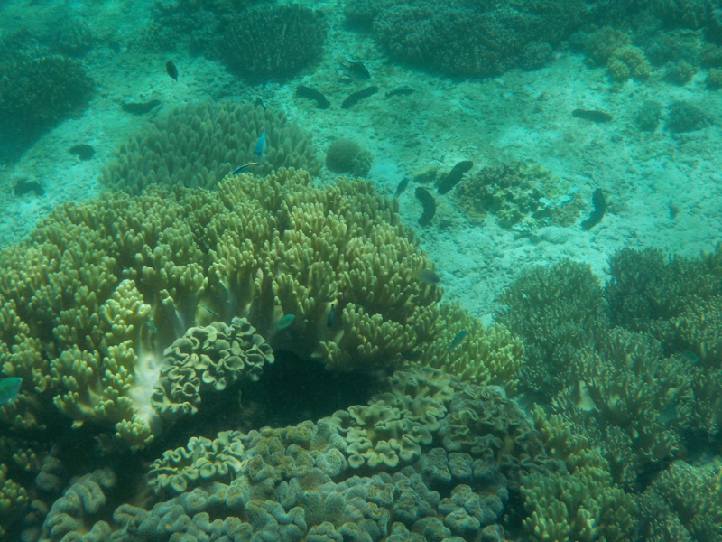 Девятнадцатидневный маршбросок по Филиппинам в ноябре-декабре 2018: Лусон-Палаван-Себу-Бохоль-Негрос-Сикихор-Апо и куча островков архипелага Бакуит